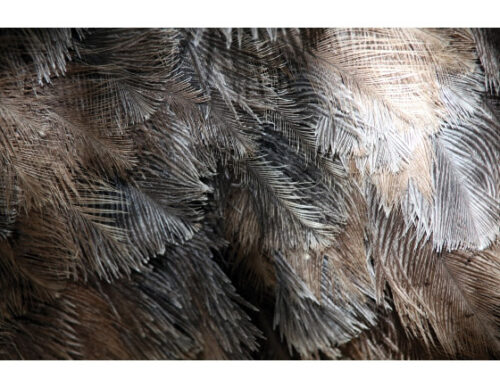FEATHERS